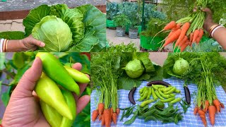 Harvesting Organic Vegetables From My Organic Vegetable Garden  Organic Terrace Gardening [upl. by Mayman]