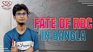 Fate of RBC in bangla [upl. by Giacamo928]