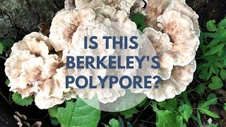 Berkeleys Polypore Mushroom Identification and Look Alike [upl. by Notsirhc839]