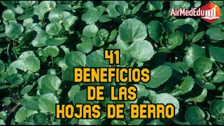 41 Beneficios de las Hojas de Berro [upl. by Anuahs382]