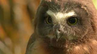 Banding Sawwhet owl chicks  Season Three [upl. by Roid757]