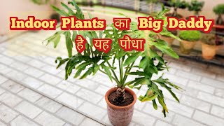 Nursery पर मिलते ही तुरंत ले आना Indoor Plants का Big Daddy Philodendron Selloum Care Tips [upl. by Enilauqcaj]