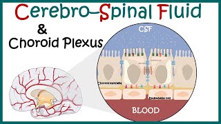 Cerebrospinal Fluid  CSF and the choroid plexus  Anatomy of Choroid plexus  function of CSF [upl. by Tannenwald705]