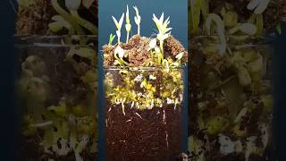 Mung Beans growing  plants planting growing garden shortvideo [upl. by Maram]