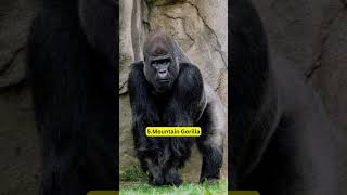 Top 10 Animals That Could Be Extinct by 2050 top10 animals [upl. by Audi187]