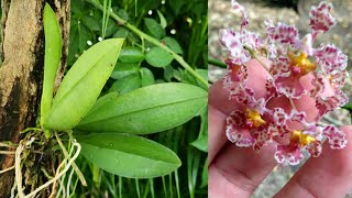 Sustrato para plantas de Orquídeas trichocentrum [upl. by Neeron]