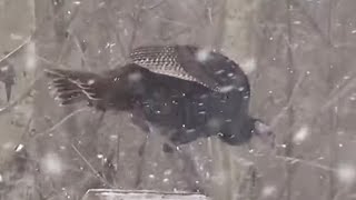 Wild Turkey Birds of Michigan USA [upl. by Rehpotsihrc]