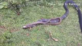 King Cobra eating Cobra My 103rd Rescue [upl. by Olwena]