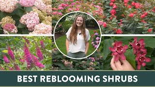 Top 6 Summer Reblooming Shrubs that Youll LOVE [upl. by Marga]