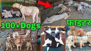 100 Dogs in 1 Kennel 🔥 Dogo Argentino Siberian Husky Golden retriever Labrador [upl. by Trellas81]