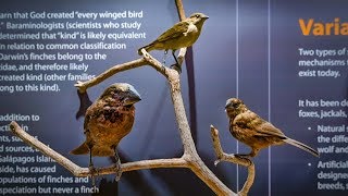 Darwins Finches with Ken Ham [upl. by Adnofal]