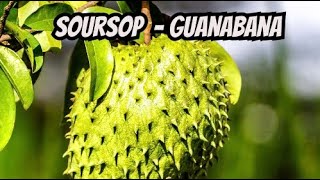 Soursop Guanabana Fruit Trees In South Florida [upl. by Alleynad404]