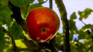 How did Isaac Newton Really Discover Gravity  Apple or Comet  BBC Studios [upl. by Sanfourd273]