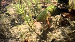 David Attenborough Origin of Life Conquest HD BBC Documentary Animals amp Nature 5 [upl. by Gregory]