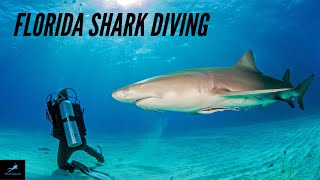 Florida Shark Dive  Jupiter FL [upl. by Avihs]