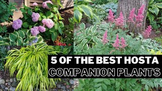 The BEST 5 Hosta Companion Plants for Your Shade Garden AND a BONUS 🍃 shade perennials 🌱 [upl. by Adali435]