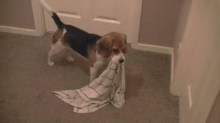 Beagle puppy carrying towel after bath time Cute [upl. by Betthel]