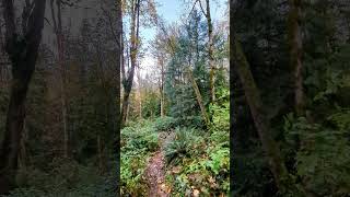 Nook trail at Tiger Mountain State Park shorts nature hiking fall [upl. by Tsirhc]