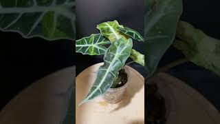 Alocasia Amazonica Poly plants garden greennaturehousplants Varigata alocasia [upl. by Margherita]