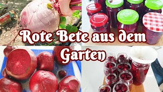 Rote Bete aus dem Garten [upl. by Lauer]