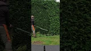 Nice little hedge cutting job satisfying diy garden [upl. by Idnahk]