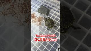 Two Headed Turtle’s New Enclosure [upl. by Shirline198]