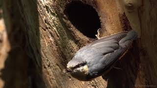 Eurasian Nuthatch Sitta europaea Nest Activity [upl. by Ailahs992]