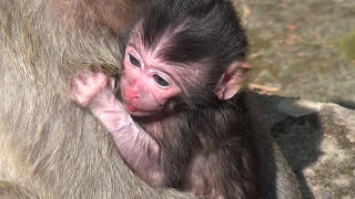 One Effective Way to Hold a Newborn for Comfort and Safety Monkey Cambodia Daily [upl. by Koffler]