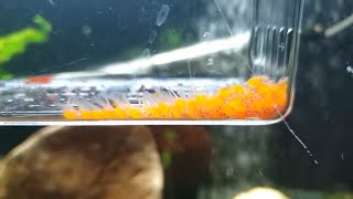 BRISTLENOSE PLECO BABIES UPDATE AND LOOK WHAT I FOUND [upl. by Francyne595]