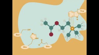 Acetylcholinesterase Drugs [upl. by Sadiras]