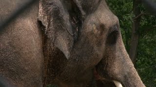 A triste vida de Kaavan [upl. by Oram]