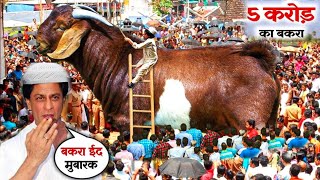 Shahrukh Khan ka Qurbani ka Bakra 2024 I शाहरुख खान की कुर्बानी का बकरा I Bakra eid 2024 [upl. by Jeralee]