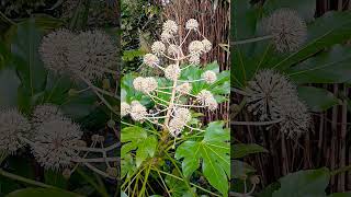 🌼JAPANESE ARALIA FLOWER🌼fatsia japonica [upl. by Yentterb]