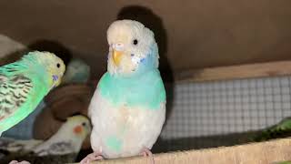 Cute Budgies in Cage [upl. by Honorine891]