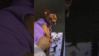 Fall Sunbathing chiweenie sun doglife fall2024 adorable dogmom servicedog [upl. by Klement]