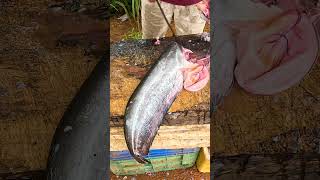 Giant Live Wallago Attu Fish Cutting Skill shorts [upl. by Orelia]