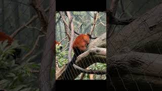 Striking Strepsirrhines Red Ruffed Lemurs [upl. by Latsyrhk]