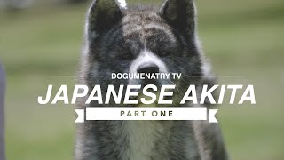 ALL ABOUT JAPANESE AKITA INU PART ONE [upl. by Ayahsey67]