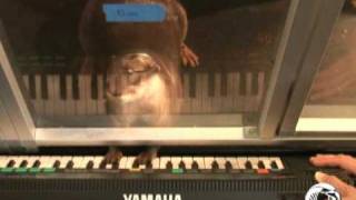 Freshwater otter plays piano [upl. by Anawat]