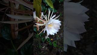 my garden Brahma kamal flowers brahmakamal plants gardening flowers [upl. by Eerok]