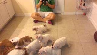 English Bulldog Puppies 8 weeks old [upl. by Agon]