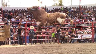 RAYITO DE LA TENENCIA  21 TOROS DE RANCHO LOS DESTRUCTORES DE MEMO OCAMPO EN COPÁNDARO  JARIPEO [upl. by Ainsley]