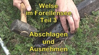 Welsangeln am Forellensee Teil 3 Abschlagen und Ausnehmen [upl. by Fanchette]