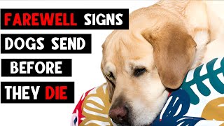 12 Signs Your Dog is in Their Final Days Saying Goodbye to Your Dog [upl. by Sielen]