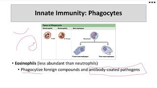 Phagocytes Innate Immunity [upl. by Noteek]