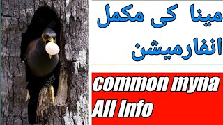 Common Myna Bird Indian Myna Az information  Myna breeding information [upl. by Ruelu]