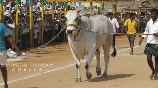 Hyper Active Ongole Bull Attacking Another Bull While Entering the Court [upl. by Veriee220]