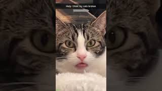 Funny Cat 😅 cats meowing 🙀 FunnyCats Part 3682 [upl. by Klaus301]