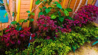 Burgundy Brilliance Red Coleus Solenostemon Sunset Boulevard – A Stunning Hedge for Your Garden [upl. by Nilyram]