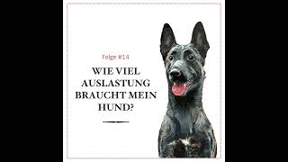 Wie viel Auslastung braucht mein Hund  14 [upl. by Kenneth]